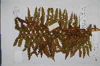 中華莢果蕨藏品圖，第1張