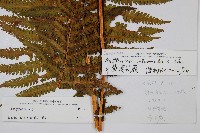 中華莢果蕨藏品圖，第2張