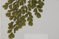 長蓋鐵線蕨藏品圖，第4張