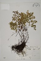 長蓋鐵線蕨藏品圖，第1張