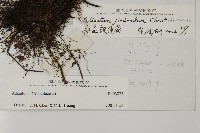 長蓋鐵線蕨藏品圖，第2張