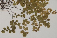 長蓋鐵線蕨藏品圖，第3張