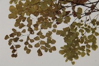 長蓋鐵線蕨藏品圖，第4張