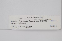 長葉蕗蕨藏品圖，第2張