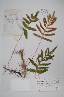 紫柄假瘤蕨藏品圖，第1張