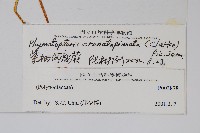 紫柄假瘤蕨藏品圖，第2張