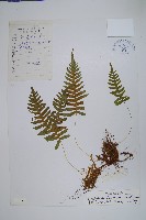 喜馬拉雅水龍骨藏品圖，第1張