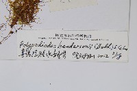 喜馬拉雅水龍骨藏品圖，第2張