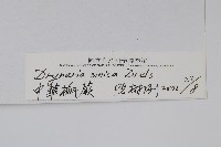 中華槲蕨藏品圖，第2張