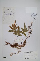 刺尖假瘤蕨藏品圖，第1張