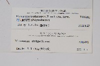 刺尖假瘤蕨藏品圖，第2張