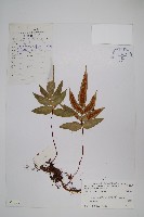 刺尖假瘤蕨藏品圖，第1張