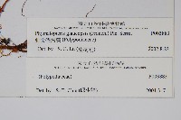 刺尖假瘤蕨藏品圖，第2張