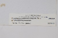 鈍羽假瘤蕨藏品圖，第2張