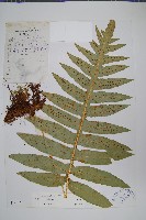 登錄號:P003885藏品圖，第1張