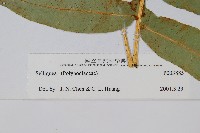 登錄號:P003885藏品圖，第2張