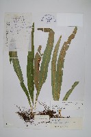玉山瓦葦藏品圖，第1張