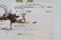 玉山瓦葦藏品圖，第2張