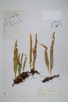 玉山瓦葦藏品圖，第1張