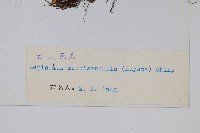 玉山瓦葦藏品圖，第2張