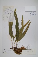 玉山瓦葦藏品圖，第1張