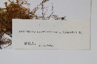 玉山瓦葦藏品圖，第2張