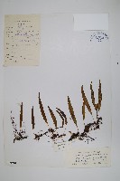 登錄號:P003890藏品圖，第1張