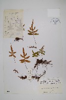 鈍羽假瘤蕨藏品圖，第1張