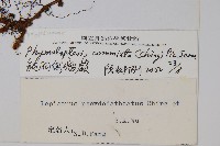 鈍羽假瘤蕨藏品圖，第2張