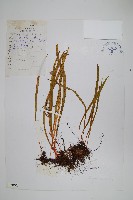 長瓦葦藏品圖，第1張