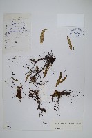 多變瓦葦藏品圖，第1張