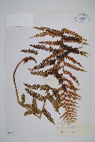 登錄號:P003894藏品圖，第1張