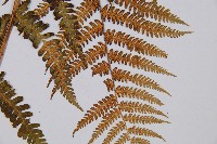 登錄號:P003894藏品圖，第3張