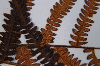 登錄號:P003894藏品圖，第4張