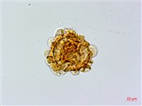 登錄號:P003894藏品圖，第4張