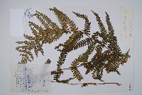 登錄號:P003895藏品圖，第1張