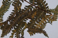 登錄號:P003895藏品圖，第3張