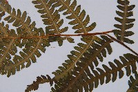 登錄號:P003895藏品圖，第4張