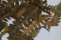 登錄號:P003895藏品圖，第5張