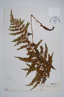 峨山峨眉蕨藏品圖，第1張