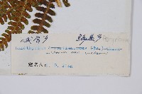 峨山峨眉蕨藏品圖，第5張