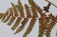峨山峨眉蕨藏品圖，第7張