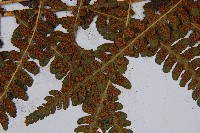 峨山峨眉蕨藏品圖，第8張
