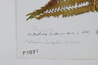 莢果蕨藏品圖，第2張