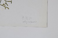 登錄號:P003898藏品圖，第2張