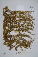 紅褐鱗毛蕨藏品圖，第1張