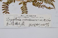 紅褐鱗毛蕨藏品圖，第2張