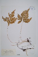 細裂羽節蕨藏品圖，第1張