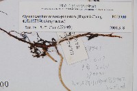 細裂羽節蕨藏品圖，第2張