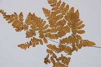 細裂羽節蕨藏品圖，第4張